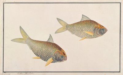 Shad, from Drawings of Fishes from Malacca, c.1805-18 by Chinese School